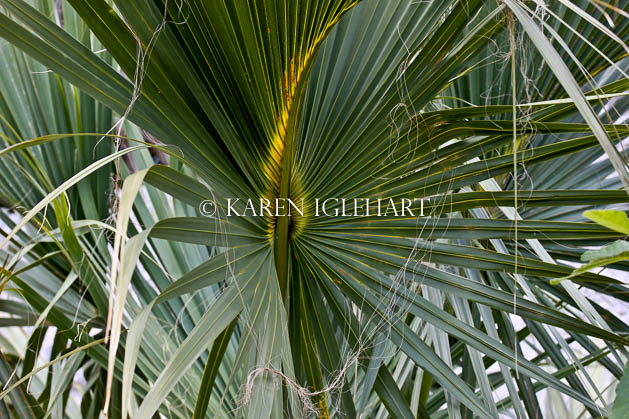 Bermuda Palm