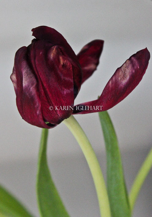 Tulip/red